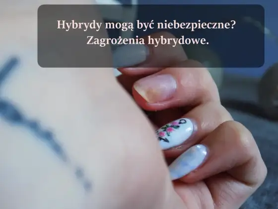 Hybrydy 3-free - Czy to naprawdę bezpieczniejszy wybór?